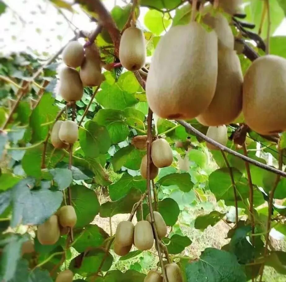 猕猴桃智慧种植小型气象站助力果农“看天管理”