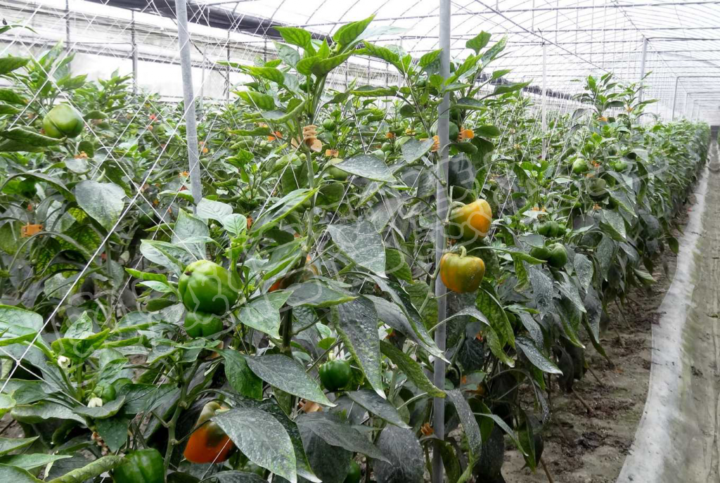 江西彩椒大棚种植升级智能大棚