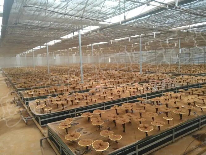 安徽灵芝种植基地
