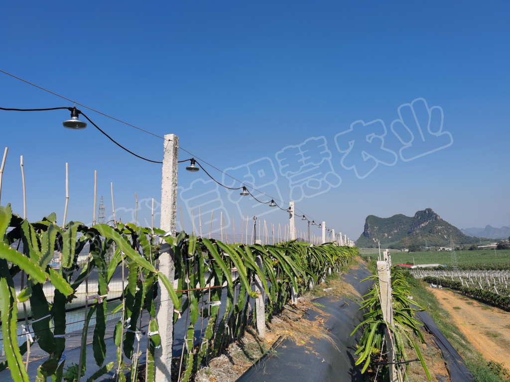 广西隆安火龙果基地