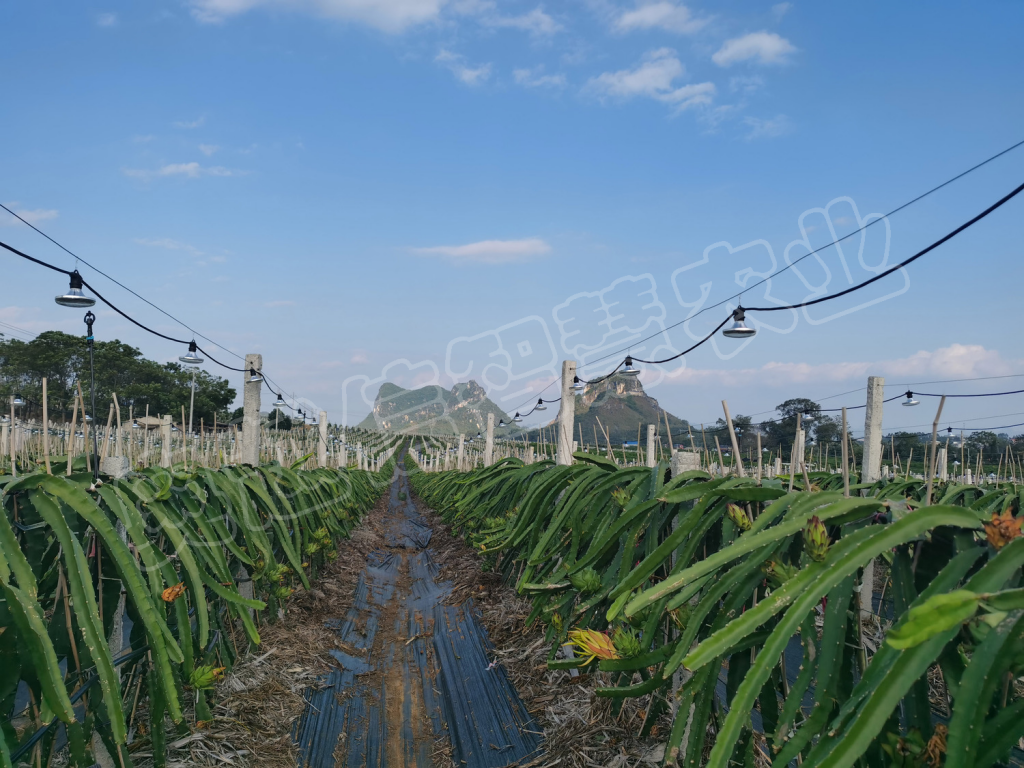 广西隆安火龙果基地