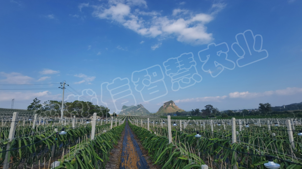 广西隆安火龙果基地