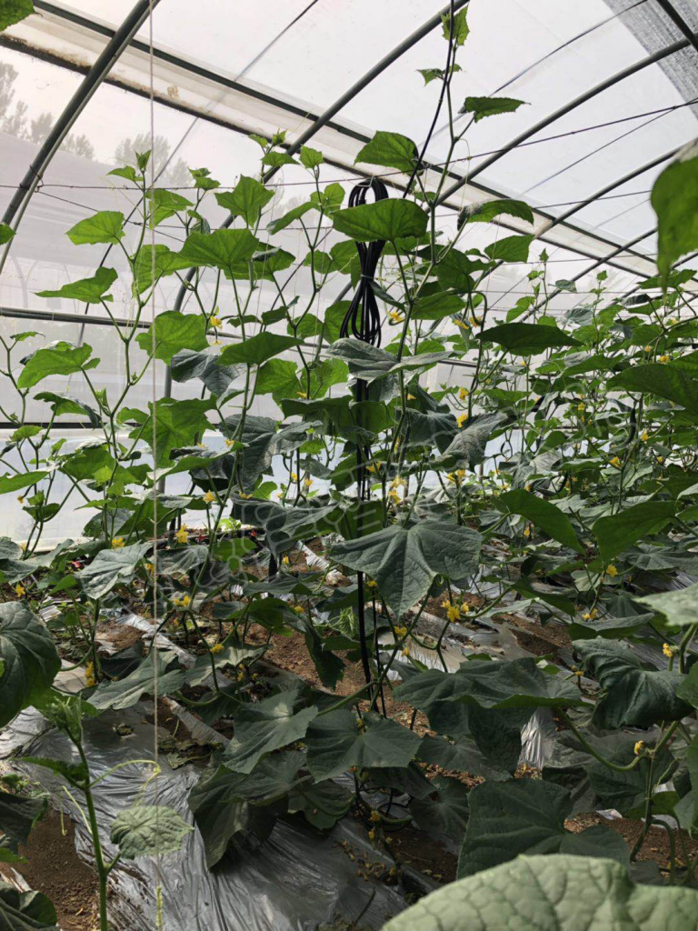北京蔬菜示范大棚