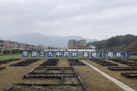 湖北阳新野菊花基地