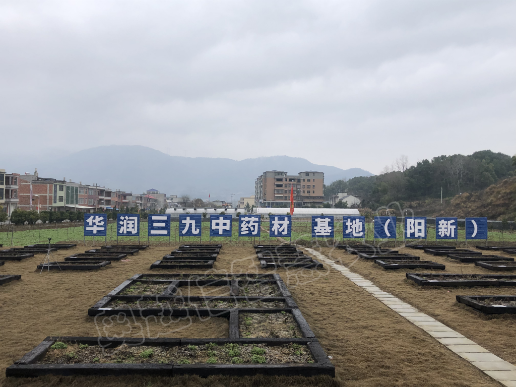 湖北阳新野菊花基地