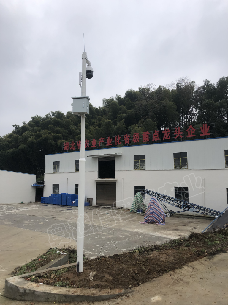 湖北阳新野菊花基地