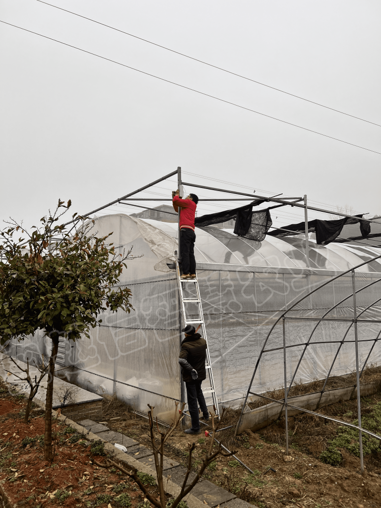 湖北阳新野菊花基地