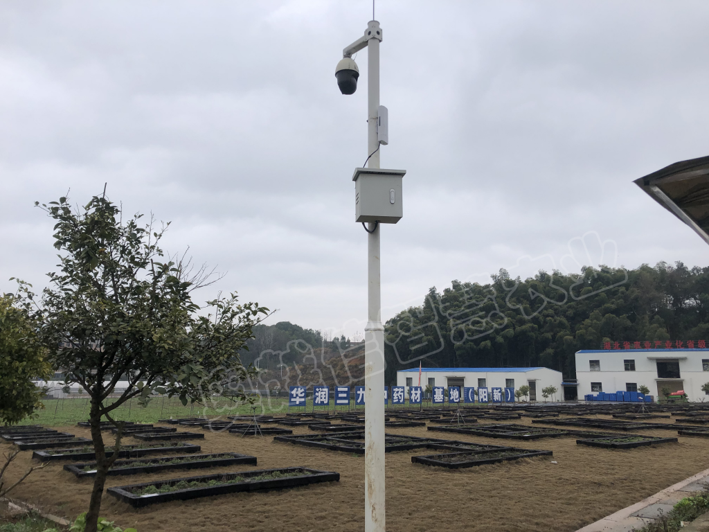 湖北阳新野菊花基地