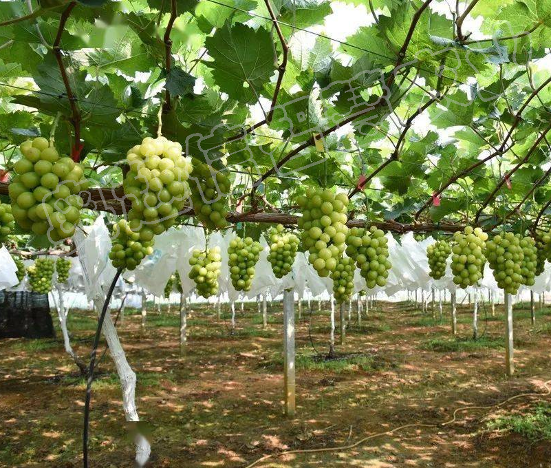 贵池区文丰精品葡萄种植家庭农场