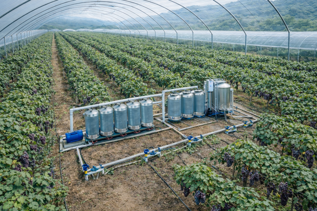 江西吉安永新葡萄种植基地